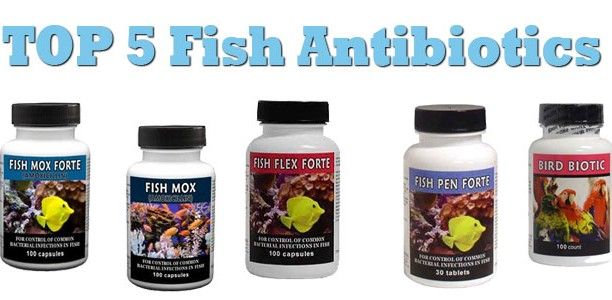 The Top 5 Most Popular Fish Antibiotics – What Are They?
